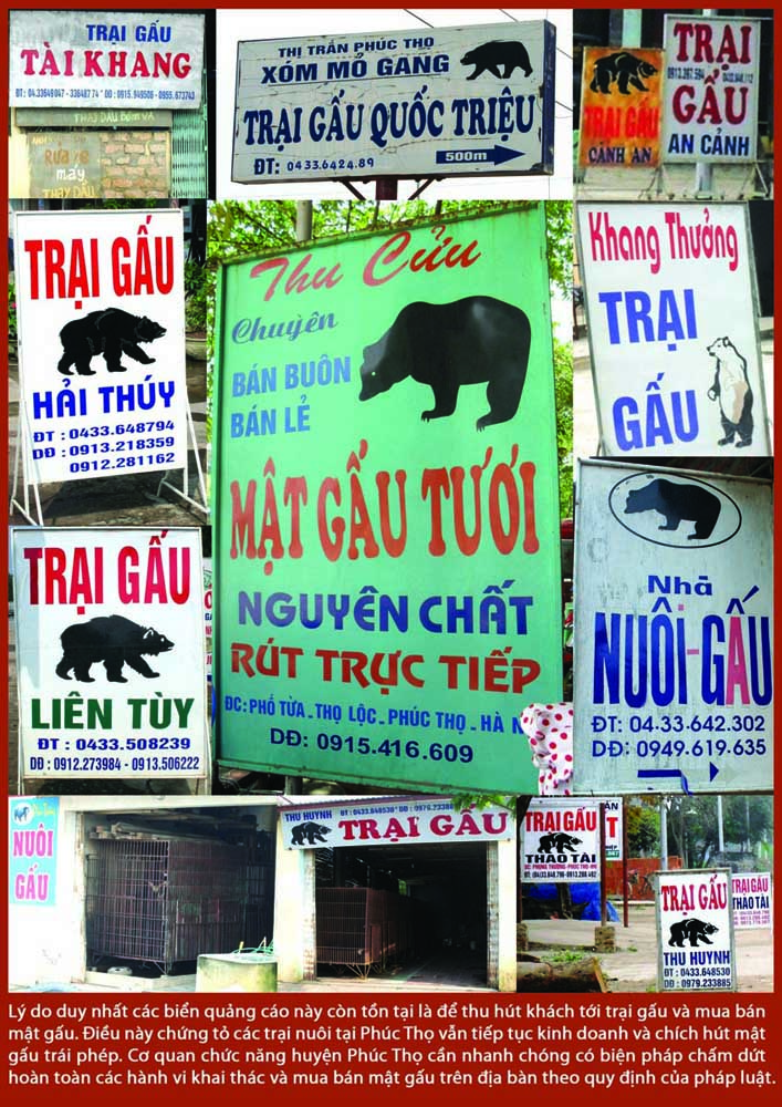 Phuc Tho Ha Noi van la diem nong ve nan nuoi nhot gau tren ca nuoc