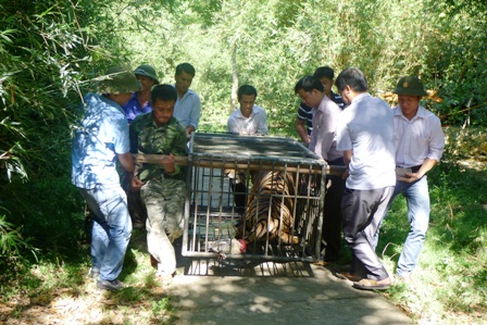 28-ban-giao-ca-the-ho-nang-170kg-ve-soc-son-ha-noi